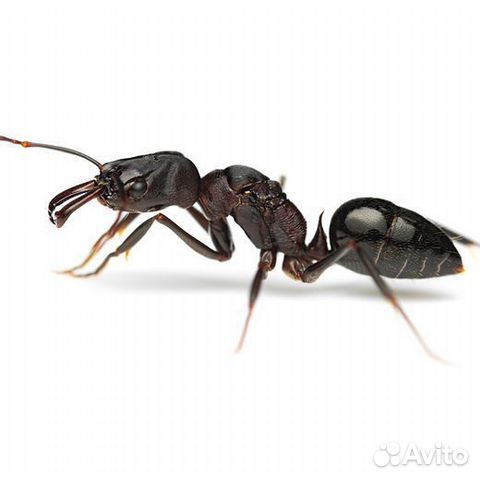 Odontomachus sp. (муравьи из Африки) объявление продам