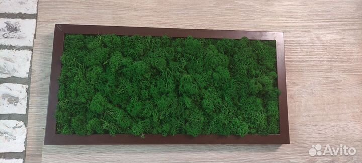 Картина из стабилизированного мха