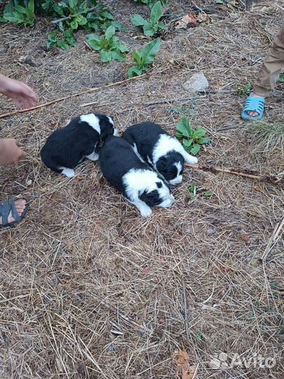 Аусси шенки