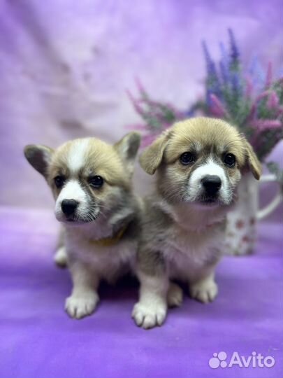 Вельш корги пемброк девчонки