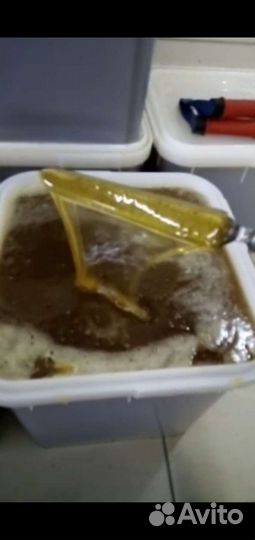 Свежий Алтайский мёд 2023