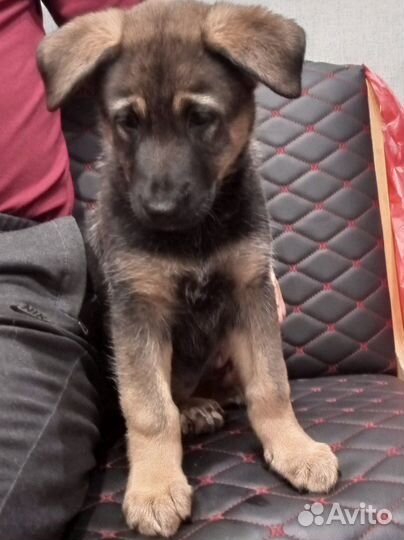 Щенки немецкой овчарки