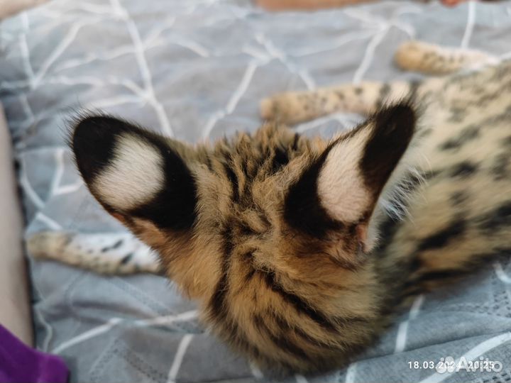 Котята Саванна