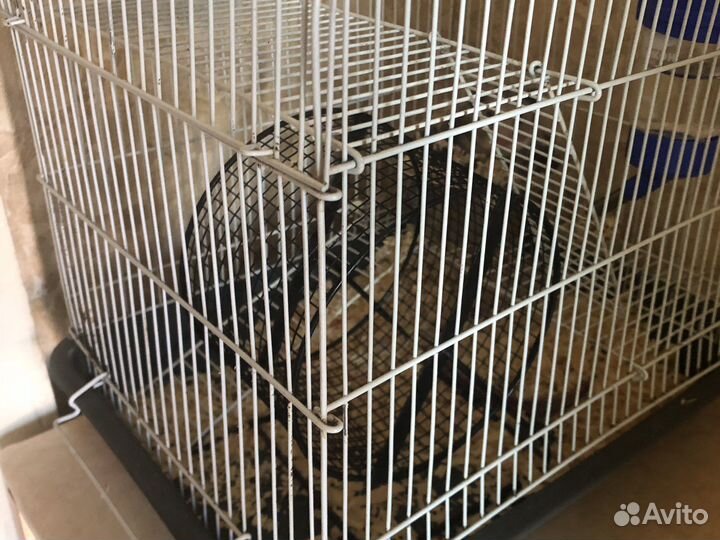 Серийский хомяк