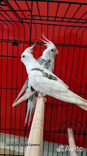 Безщёкие кореллы