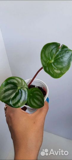 Традесканция,каллизия,пеперомии