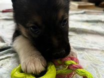 авито ульяновск животные собаки отдам в добрые