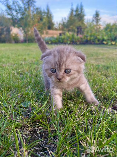 Шотландский вислоухий котенок