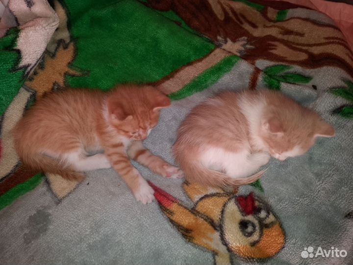 Котята в добрые руки бесплатно Породистые