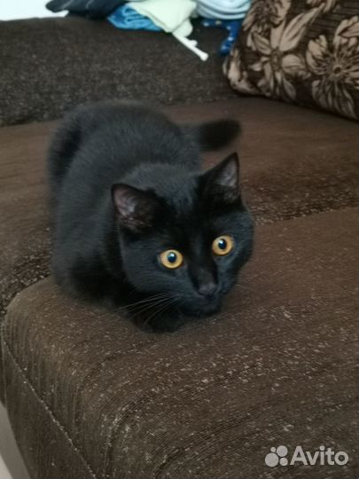 Молодая кошечка