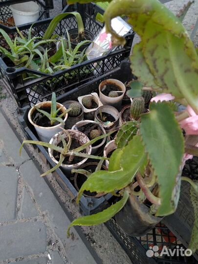 Каланхоэ и алоэ лечебный разного возраста от насмо