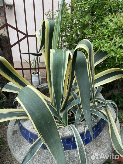 Саженцы агавы