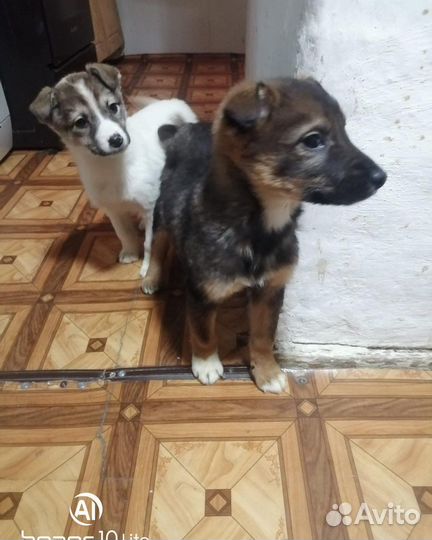 Щенки бесплатно