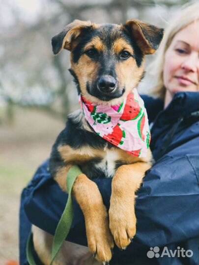 Щенок в добрые руки бесплатно, заберите Флору