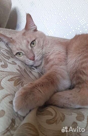 Самый лучший рыжий котик ищет дом