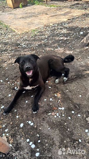 Собака в добрые руки. Доставка