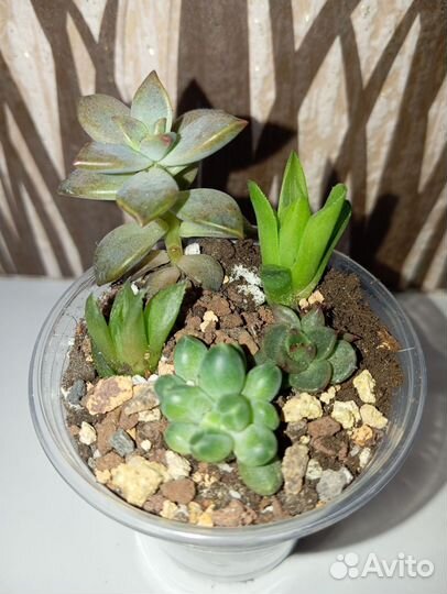 Суккуленты