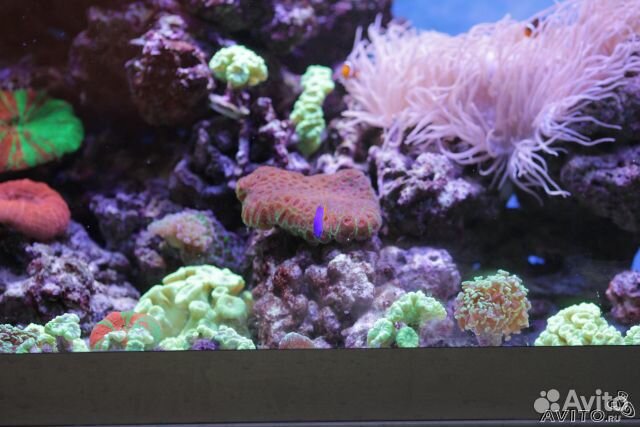 Морские и пресноводные аквариумы