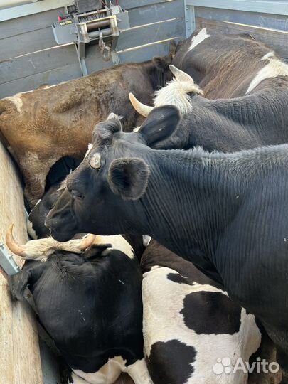 Говядина. свинина