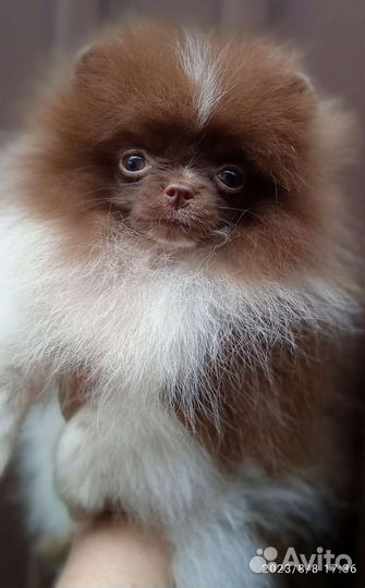 Померанский шпиц мини