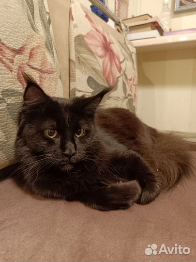 Мейн-кун черный