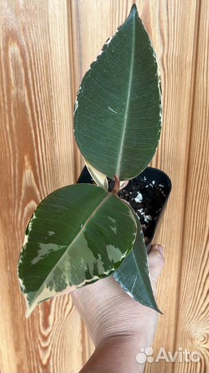 Фикусы каучуконосные Эластика Тинеке, Бейлиз