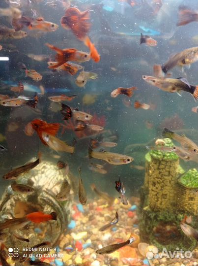 Аквариумные рыбки сомики, гуппи, меченосцы