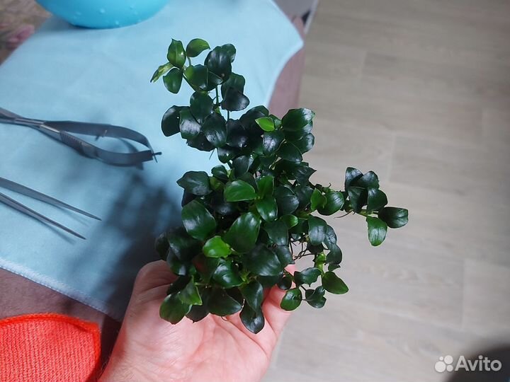 Анубиас Панголино