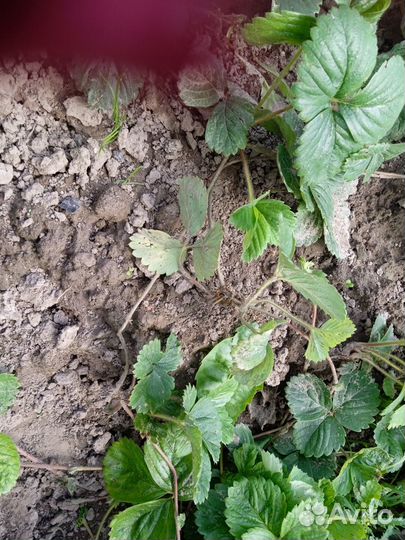 Усы клубники