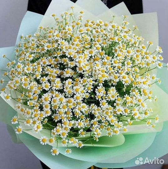 Цветы ромашки