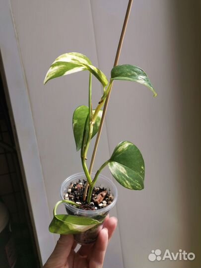 Сциндапсусы сортовые