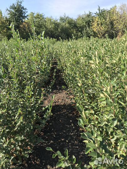 Саженцы плодовых деревьев (опт, розница)