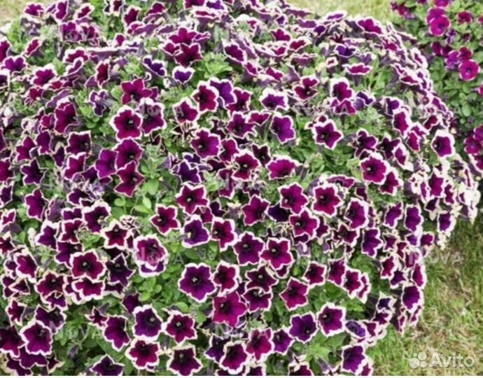Петуния-гигант