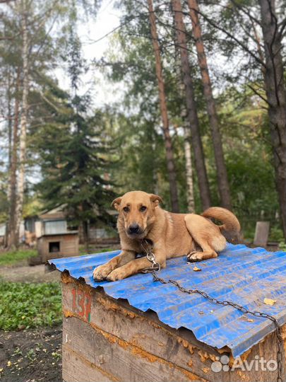 Собака в добрые руки