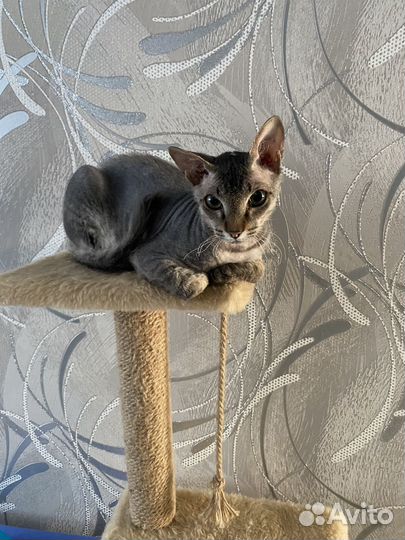 Вязка Кот сфинкс браш