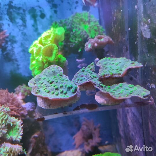 Кораллы в морской аквариум