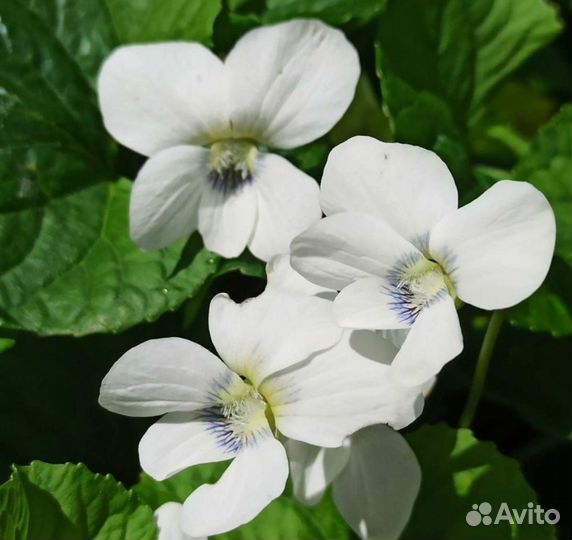 Рассада цветов