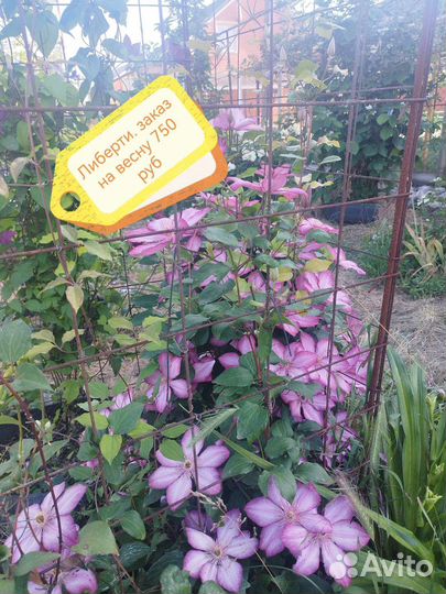 Саженцы клематиса