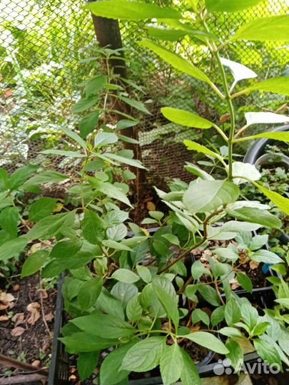 Саженцы метельчатой гортензии