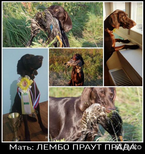 Щенки курцхаара