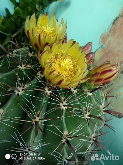 Кактус гигант