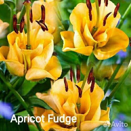 Клубника, Лилии, Гортензии, Петунии, Голубика