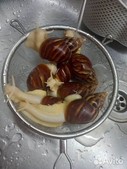 Улитки Ахатины