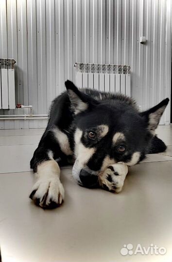 Собака в добрые руки