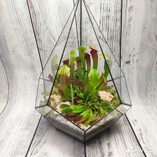 Флорариум с хищниками, подарок, декор