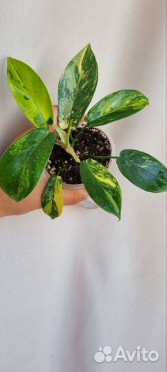 Филодендрон меджик маск