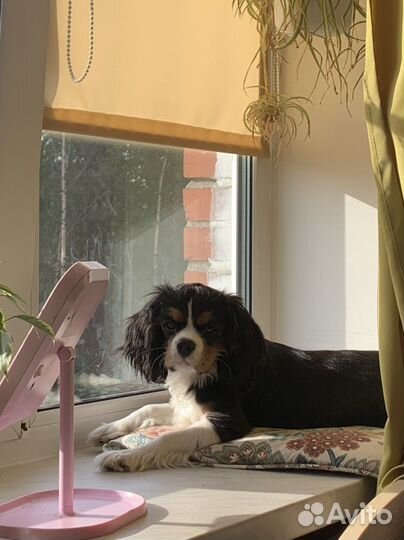 Кавалер кинг чарльз спаниель