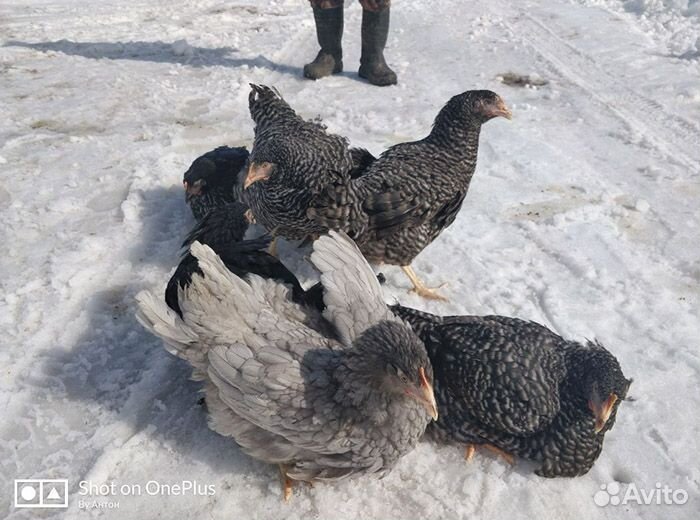 Куры несушки