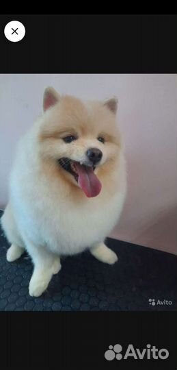 Стрижка собак и котиков