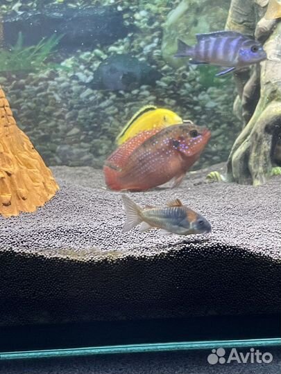 Продам Хромисов